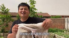 150元买了10斤牛肚，看起来像羊皮袄，吃起来有嚼劲，味道好