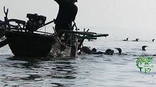 渔民带着水上猛禽湖中捕鱼，找到鱼窝就如虎入羊群，抓到大鱼无数