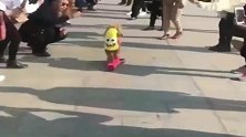 泰迪：都别挡道，看本姑娘大展身手！