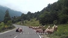 胆子最小的羊，拍拍手掌就会晕倒，一个个全是“戏精”！