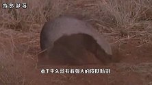 最好战的动物，不是正在打架就是在打架的路上，你是否熟知