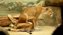 雄狮躺在地上睡觉，雌狮一屁股坐了上去，雄狮生命不能承受之重