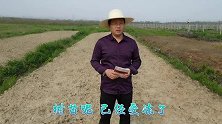全部“牺牲”的青皮无花果，为何能“死而复生”？是实力还是运气