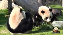 两只熊猫胖墩儿组团卖萌分工明确，一只给正脸一只露背面，萌翻了