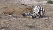 狮子捕杀斑马当口粮，没吃就遭鬣狗哄抢，母狮气急向天一声咆哮！