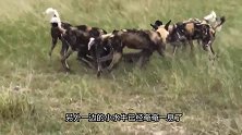 野狗群疯狂攻击水牛群，牛群防线瞬间崩塌，5头小牛惨遭分食