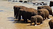 小象在象群中的大家庭长大，由母象照顾，而公象爸爸到处流浪！