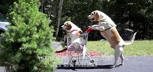 拉布拉多用购物车推自己“老婆”去散步，网友：我又相信爱情了