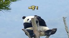 熊猫：你们快上来给我捶背，抓不到我就把盆盆奶打翻！
