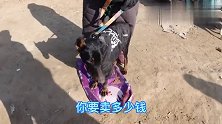 农村狗市： 儿子养的杜宾，大姨说倒贴四百块钱也得给他卖了！