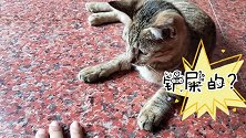 小花猫这是有多嫌弃我，摸一下下都不肯