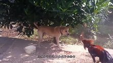 大公鸡抢狗崽的饭，不料狗崽子“急眼了”，镜头拍下搞笑一幕