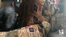 卡斯罗霸占了沙发，猫咪一记“连环拳”，狗子当时就懵了
