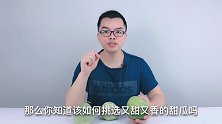 甜瓜好不好，看看这里就知道，一挑一个准甜，瓜店老板都用这招