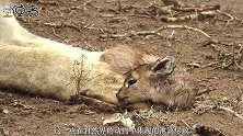 这种生物体长仅3厘米，却是咬人最疼的生物，被咬到如被子弹击中