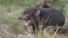 袋獾几乎无所不吃，甚至还会去攻击大型猎物！