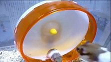 小仓鼠偷玩转轮，被妈妈发现一把拽下：玩什么玩，回家吃饭