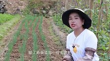 香葱这样施肥，生长旺，产量是别人的2倍