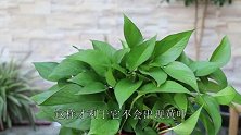 10天喷一“水”，绿萝生长旺，叶子绿油油