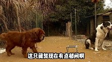 藏獒被中亚猎狼犬和德牧欺负之后，在拉布拉多犬身上找回了自信