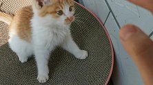猫咪来我家的第十天，抓咬挠扣无所不用其及，脾气暴躁，喜欢骂人
