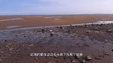 休渔期大洋赶海抓竹蛏，沙滩上好多沙蟹球球，找到灯塔就是岸边