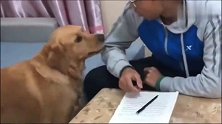 爸爸躲在屋子里抽烟,金毛破门而入,教训爸爸,太逗了!