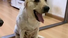 拉布拉多指认赛文拆家，遭到赛文报复后，结局好笑