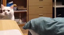 狸花猫：还是妈妈好，帮我用针扎鱼宝宝