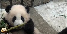 熊猫“脏脏包”负责值班，试图给自己补充“绿色能量”，好萌