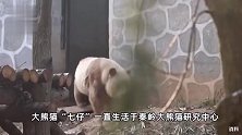 陕西人民阻止大熊猫七仔出国？秦岭大熊猫研究中心：传闻不实