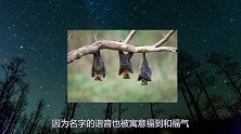 猫头鹰临死前会吐出“小球”？有事实根据吗？