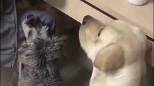 主人在吃饭，拉布拉多犬不会说话，它就用嘴一直顶主人
