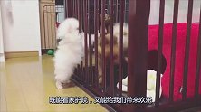 主人把大博美关进笼子，小博美竟然轻钻进去玩了，令主人哭笑不得