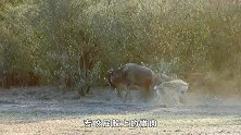 倒霉角马被3只鬣狗攻击，专咬屁股上的嫩肉，下场太惨了