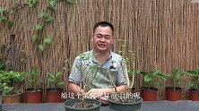 给茉莉花，打顶抹芽促新枝，你修剪对了吗？