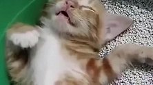 小橘猫睡在猫砂里，这是做了什么美梦啊！