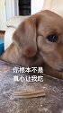 你懂我的意思吗