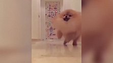 你是想要什么啊，还一直看着主人，是不是很好玩啊！