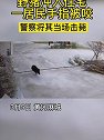 湖北麻城：野猪入家伤人，警察将其击毙
