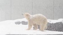 大雪纷飞，北极熊们雪地撒欢，好欢乐