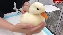 在线撸鸭子，这也太丝滑了吧，看完我也好想摸摸它！