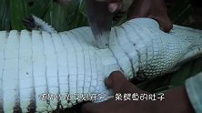越南小伙在林中捉到几条鳄鱼，剖开肚子后，发现意外之喜！