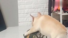 一只喜欢健身的斗牛犬，看它做的这个举动，真是太逗了！