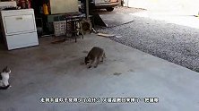 猫咪被小浣熊占便宜，猫咪忍无可忍，下一幕猫咪反应忍不住笑喷