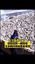 农户忙活半天才重新搭好 玉米堆 拍视频