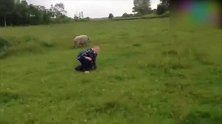 小女孩骑猪，刚上去就被猪摔了下来，太搞笑了！