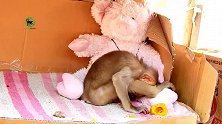 小猴子宝宝又恢复到以前那种生活，吃完饭之后就趴在那儿睡觉