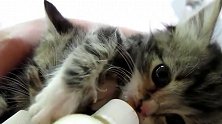 小奶猫，抱着瓶瓶奶大口的喝，听着都饿了