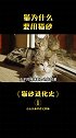 猫砂进化史 猫为什么要用猫砂？